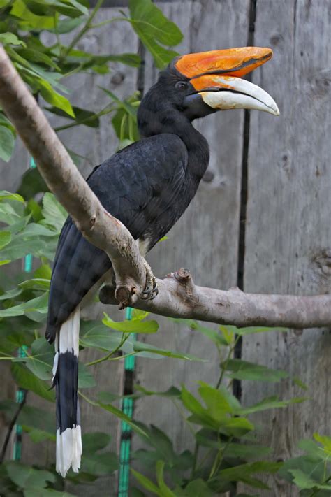 Pictures and information on Rhinoceros Hornbill