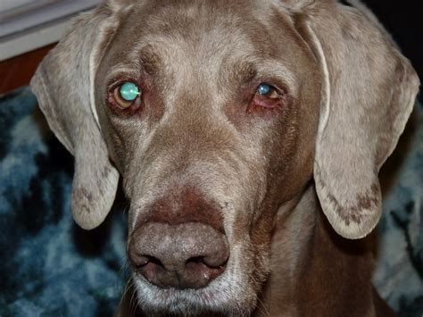 Horner S Syndrome In Dogs Horner's Syndrome In Small Animals: