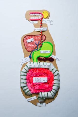 Digestive System Creative Model Making Using Food or Waste Materials 的图像结果