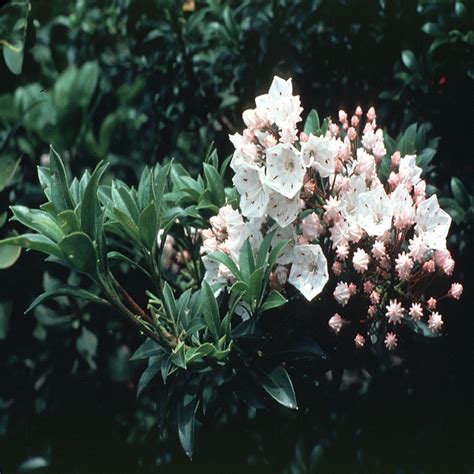 Kalmia Latifolia Elf Mountain Laurel | SiteOne
