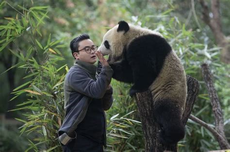熊猫饲养员招聘条件是什么（成为熊猫饲养员资格与待遇详解）_快乐赚
