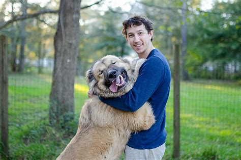 Сaucasian Shepherd Breeder in USA | Caucasian Ovcharka Dog for Sale ...