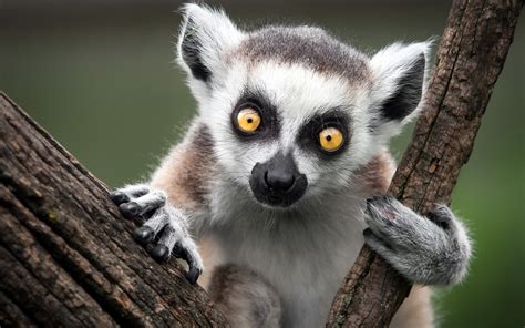 Lemur Eyes
