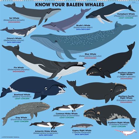 Baleen Whales are among the largest whales in the ocean, and some of the largest animals on ...
