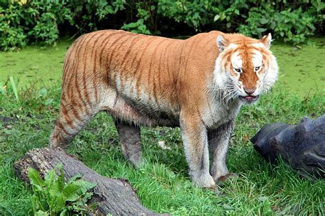 Golden Tabby Tiger Foto & Bild | tiere, zoo, wildpark & falknerei ...