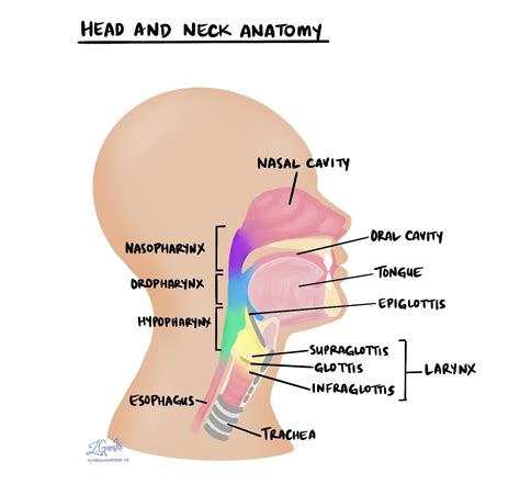 Your pathology report for high grade dysplasia of the larynx – MyPathologyReport