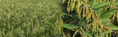 Andhra Pradesh State Seed Certification Authority