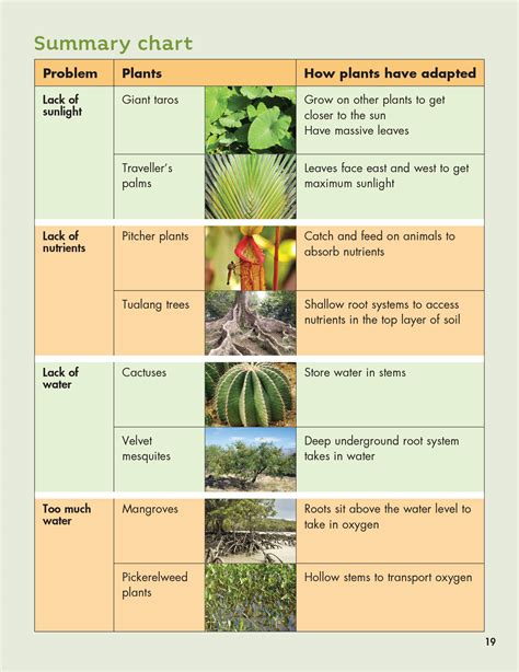 How Do Plants Survive Floods at Lorelei Rios blog