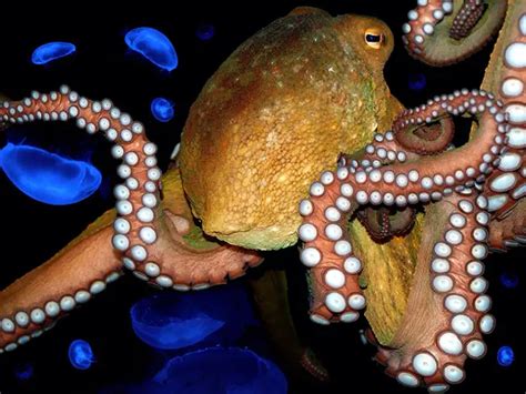 New Zealand Octopus takes pictures of its visitors - The Economic Times