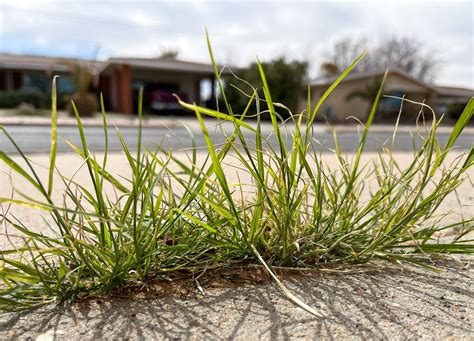 Climate change is making El Paso allergy seasons longer, study shows ...