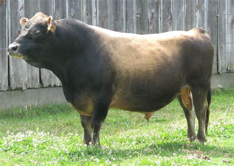 Jersey Bull Calves For Sale at Nicholas Barrallier blog