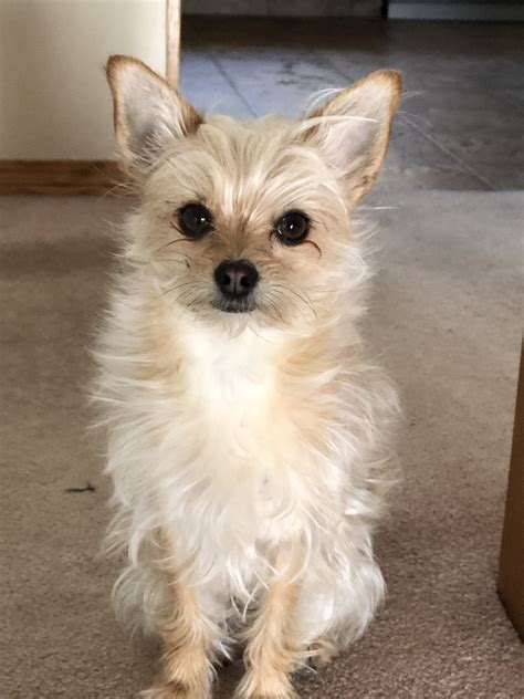 Chihuahua Yorkie cross two years old. Name Rosie | Yorkie mix ...
