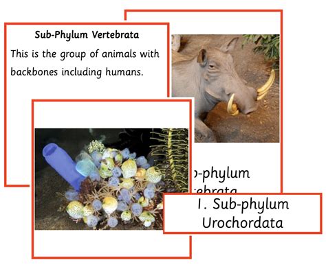 Classification of Life - Animal Kingdom BUNDLE