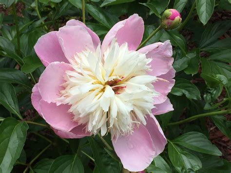 Japanese Vase Peony at Joannie Adams blog
