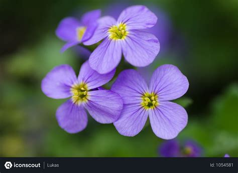 Free Beautiful Purple Petals Flowers In Garden Photo download in PNG ...
