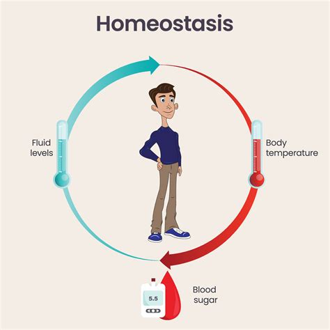 biología homeostasis Ciencias vector ilustración infografía 23626813 ...