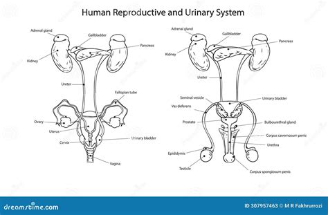 Human Male and Female Reproductive and Urinary System Diagram Stock Vector - Illustration of ...