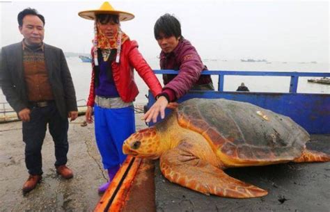 渔民捕到一只黄金海龟，商人出一万收购，渔民却拒绝商人反而放生|捕鱼|海龟|渔民_新浪新闻