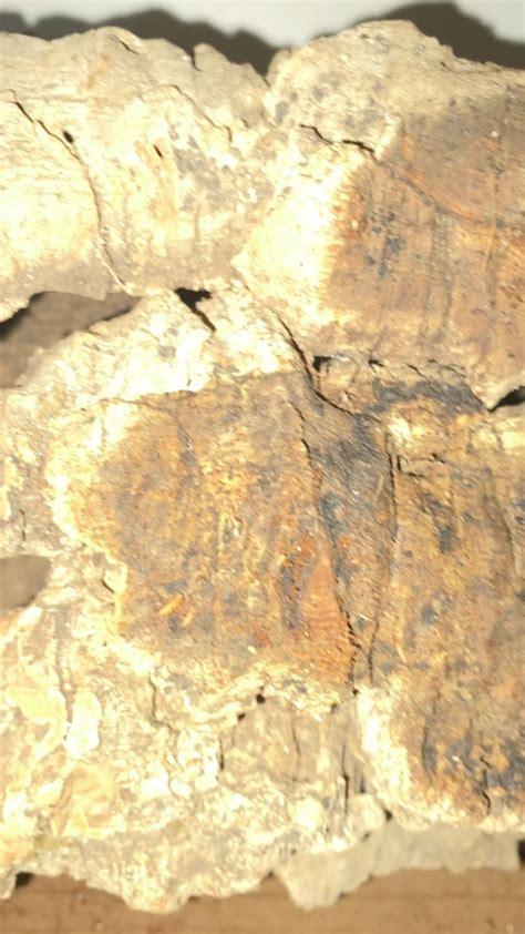 Tiny white bugs in BTS enclosure, using forest floor bedding along with ...