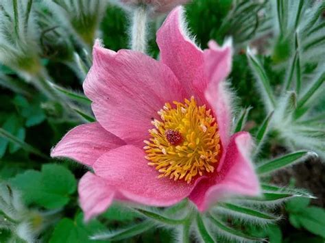 一种花朵美丽自身又相当珍贵的植物——“白头翁花”-绿宝园林网