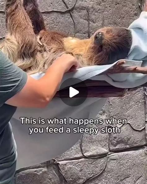 Image result for DMV Sloth From Zootopia