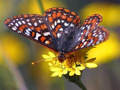 Unusual Facts About Butterflies