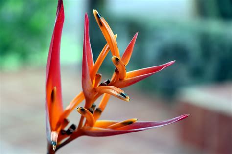 Image result for CSS/HTML Pin