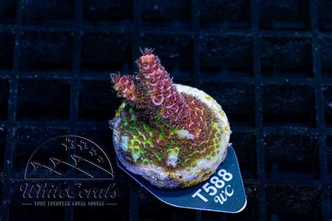Acropora hyacinthus Red Planet (WCC)(Filter)(BSP)-BSP_086