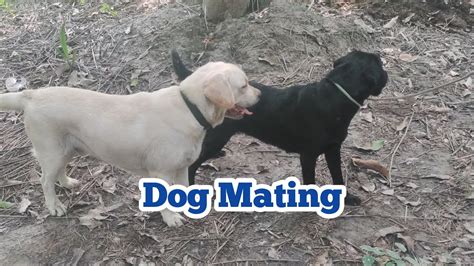 Dogs Mateing Com 的图像结果