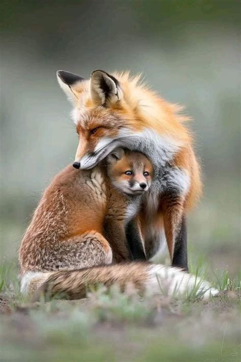 Image result for Animals Using a Computer