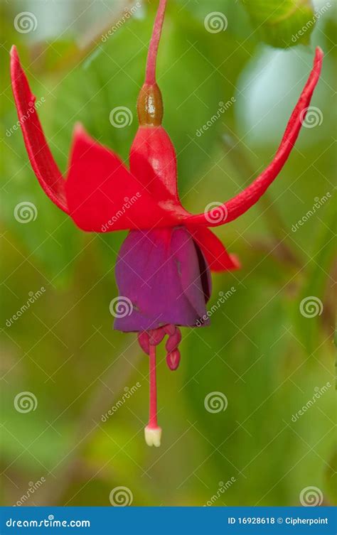 Hanging purple flower stock photo. Image of garden, hang - 16928618