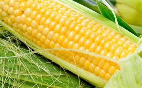 玉米种子的质量标准 - 农业种植网