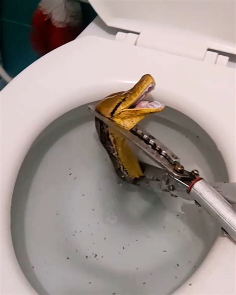 Image result for 12 Foot Python