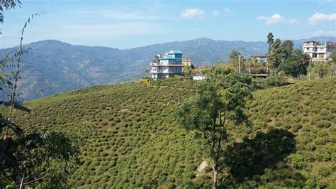 CHIYABARI COTTAGE (Ilam) - Guesthouse Reviews & Photos - Tripadvisor