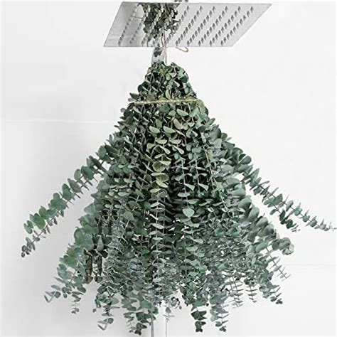 Amazon.com: 20 Pcs Dried Eucalyptus Stems 17" Real Eucalyptus for ...