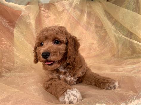Image result for Red Cockapoo