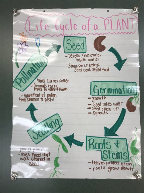 Image result for Python Life Cycle for Kids