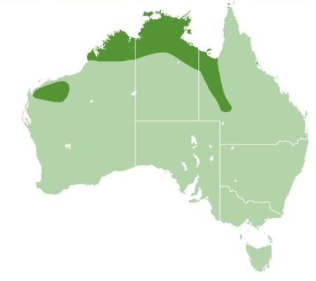 Image result for Olive Python Pillberra