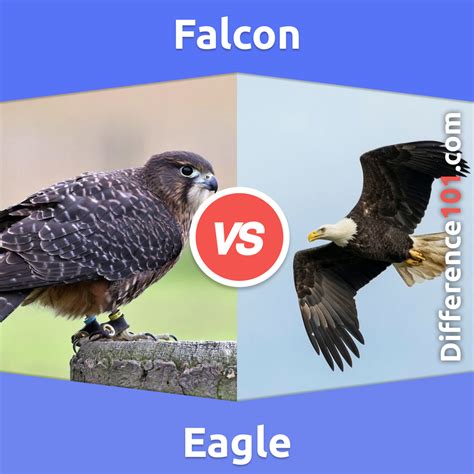 Hawk Vs Eagle