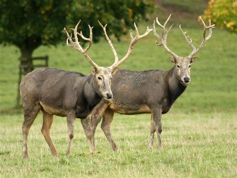 Père David's Deer - SNSH
