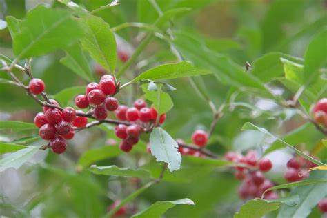 Backyard Forager - Page 6 of 53 - by and about Ellen Zachos