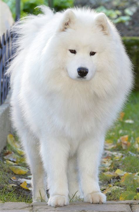 What Breed Is The Big White Fluffy Dog