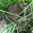 Image result for Rabbit Nest Box