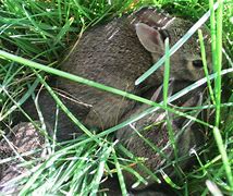 Image result for Hare Rabbit Nest
