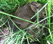 Image result for Baby Rabbit Nest in Yard