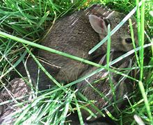 Image result for Dig a Rabbit Nest