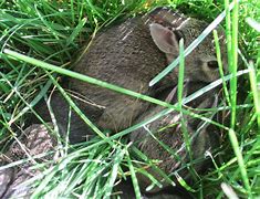 Image result for Rabbit Hay Nest