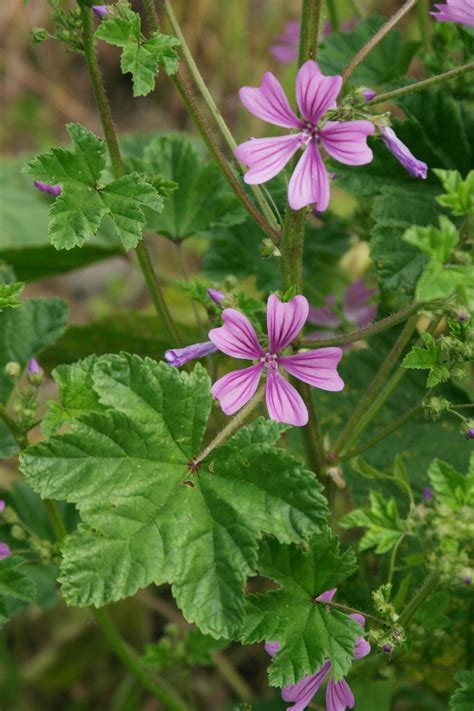 Malva sylvestris L.