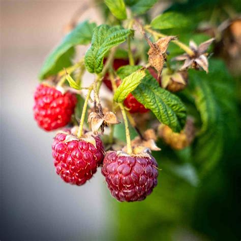 Powerful Symbols and Symbolism of Summer - SimplyBeyondHerbs