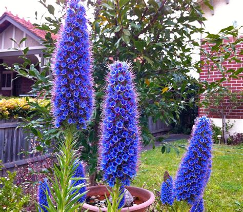 Uncover the Beauty of Australian Native Plants in Your Garden